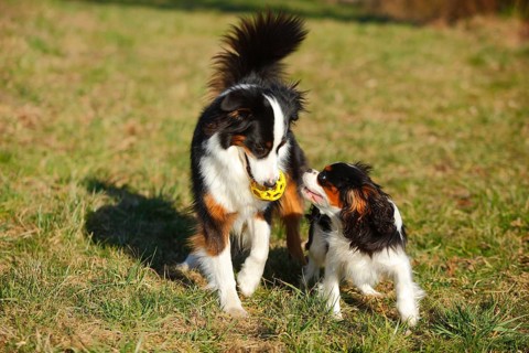 Australian Shepherd