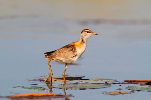 Lesser Jacana