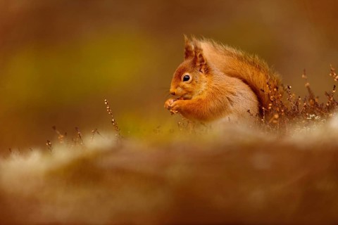 Eurasian red eurasian red squirrel