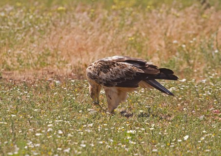 Spanish Imperial Eagle