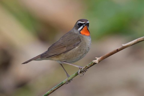 Siberian Rubythroat