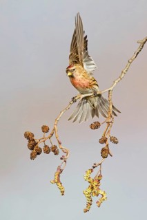 Adult male lesser redpoll