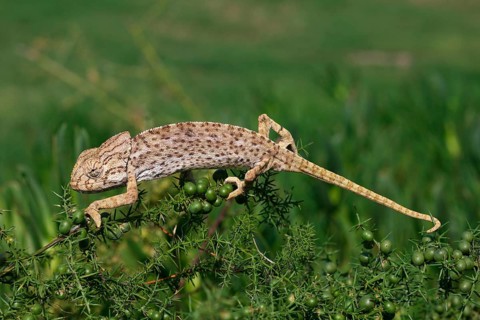 European Chameleon