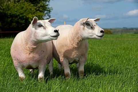 Domestic Sheep