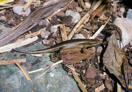 Skink
