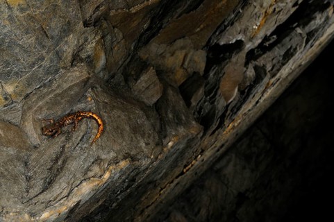 Strinati's Cave Salamander