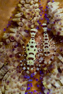 Pair of Coleman shrimps