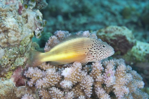 Striped coral guard