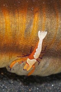 Imperial Shrimp