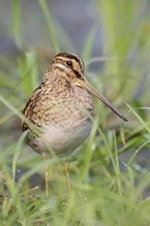 Common Snipe
