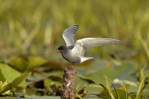 Black Tern