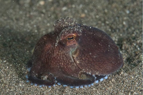 Veined Octopus