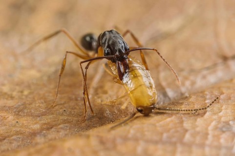 Snapping jaw ant