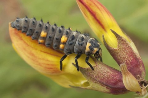 Seven-spot Ladybird
