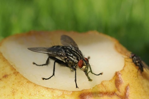 Grey flesh fly