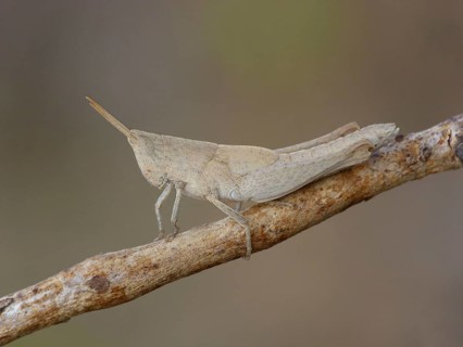 Grasshopper