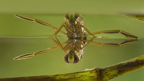 Common Water Boatman