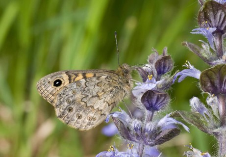Wall Fox