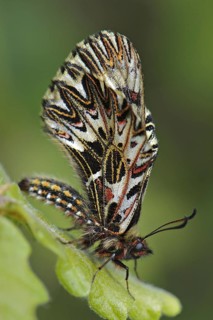 Southern Festoon