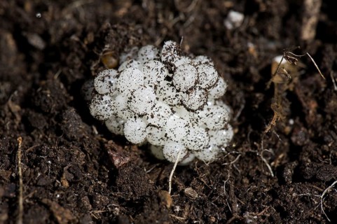 Eggs of the garden snail