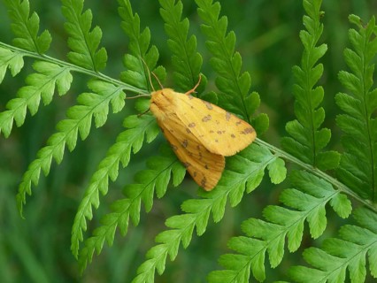 Yellow tiger moth