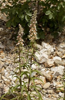 Flowering woolly foxglove