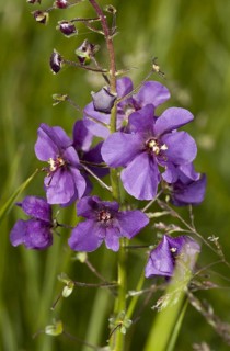 Purple mullein