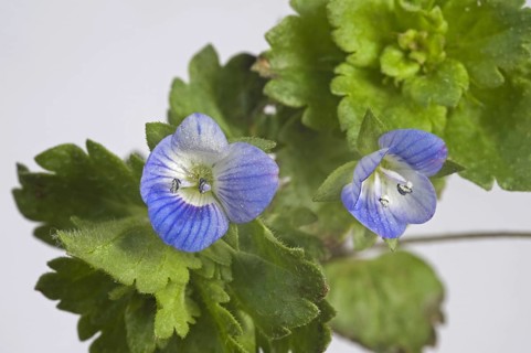 Common field speedwell