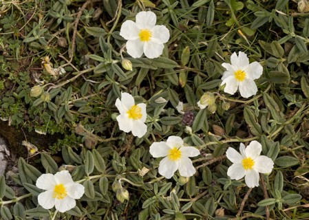 White rock-rose