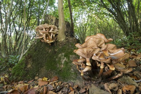 Fruiting body of honey fungus