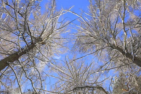 Snow-covered larch trees