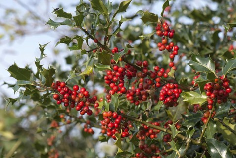 Holly