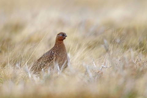 Scottish Grouse