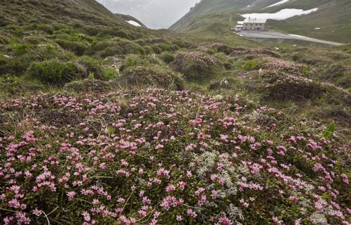 Trailing Azalea