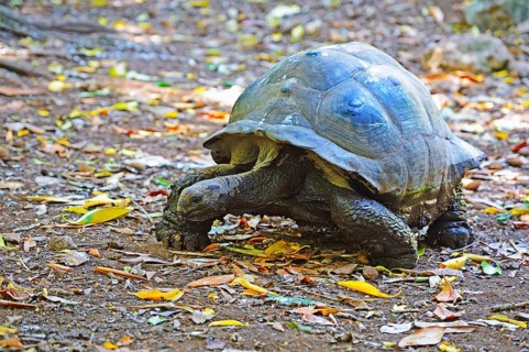 Aldabra giant tortoise
