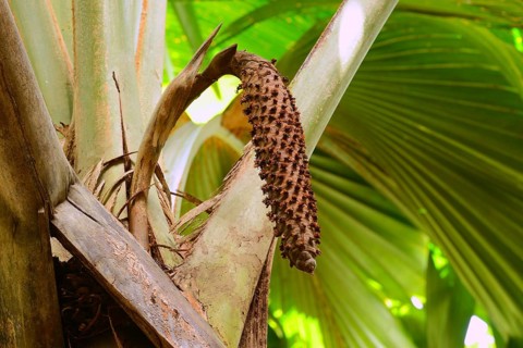 Male maldive coconut