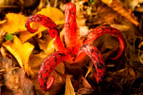 Octopus mushroom