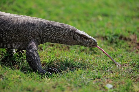 Bengal bengal monitor