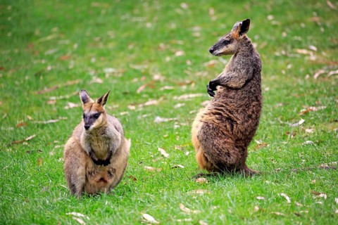 Agile wallaby