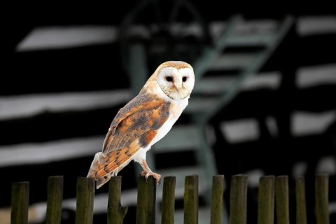 Common barn owl