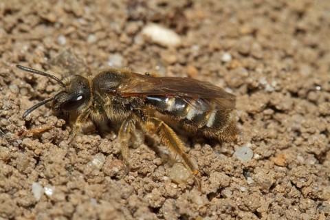 Common sand bee