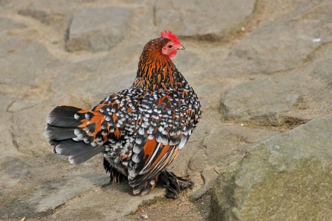 Feather-footed bantam