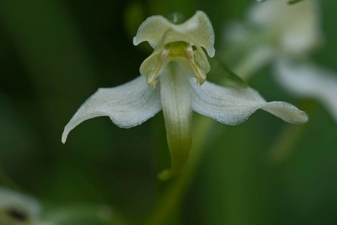 Lesser butterfly orchid