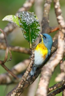 Northern Parula