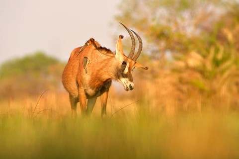 Roan Antelope