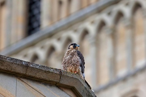Peregrine Falcon