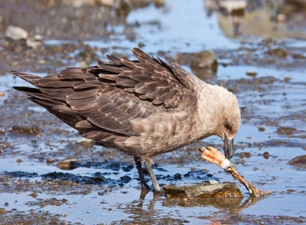 Adult Southern Skua