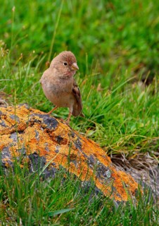 Mongolian Finch