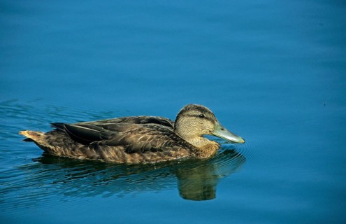 American american black duck