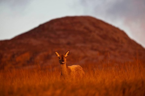 Red deer